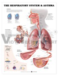 The Respiratory System and Asthma Anatomical Chart - Laminated